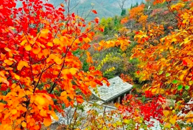 北京集合|坡峰岭赏红叶(1日行程) 北京集合|坡峰岭赏红叶(1日行程)
