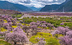 桃梨川藏看金川最美梨花 赏雪域林芝桃花 这是属于你的318（10日行程）