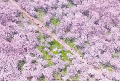 [花季贵州4日]樱花园+织金洞+格凸河+苗寨|季节限定仅3月（4日行程）