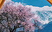 西藏.林芝桃花-藏秘之地林芝/波密桃花雅鲁藏布大峡谷羊湖7日（7日行程）
