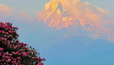 尼泊尔ABC 布恩山徒步 杜鹃花季最后一期（12日行程）
