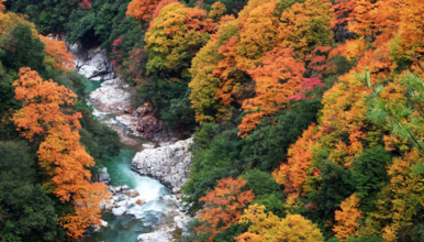 光雾山 十八月潭 香炉山 黑熊沟 大小兰沟 三星堆 阆中古城（5日行程）