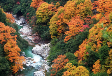 光雾山 十八月潭 香炉山 黑熊沟 大小兰沟 三星堆 阆中古城（5日行程）