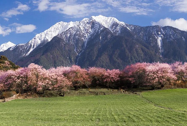 2025西藏雪山桃花 墨脱杜鹃 深度摄影（10日行程）