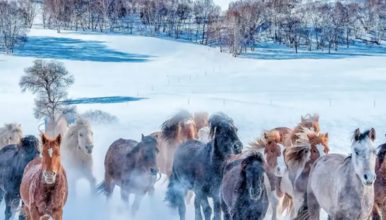 春节 北京 乌兰布统 塞北雪乡 越野车穿越林海雪原（3日行程）