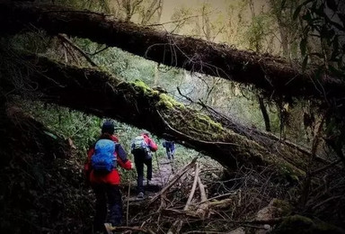 徒步 | 翻越高黎贡山，遇见云南最美的原始森林（3日行程）