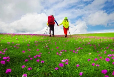 新疆 喀拉峻｜徒步穿越花海与雪山诗意之旅（大小环线可选）（6日行程）