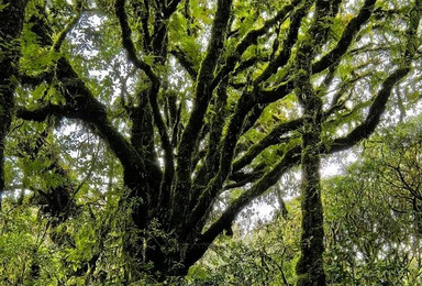 [哀牢山秘境 ]哀牢山+元阳梯田+建水古城轻徒步（5日行程）
