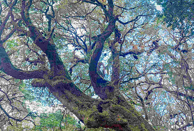 [哀牢山秘境 ]哀牢山+元阳梯田+建水古城轻徒步（5日行程）