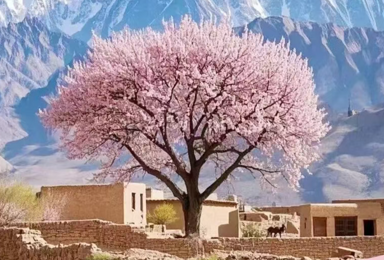 杏 运帕米尔 塔县花谷秘境七日轻徒之旅（7日行程）