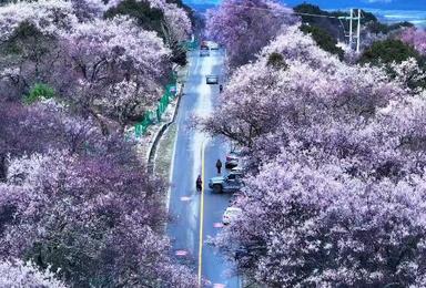 丙察察 甲应村 波密 尼屋桃花 藏东冰川13日深度越野（13日行程）